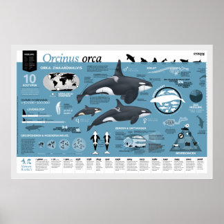 Póster Cartaz infográfico - edição holandesa