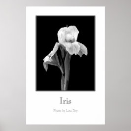 Póster Cartaz 'Iris'
