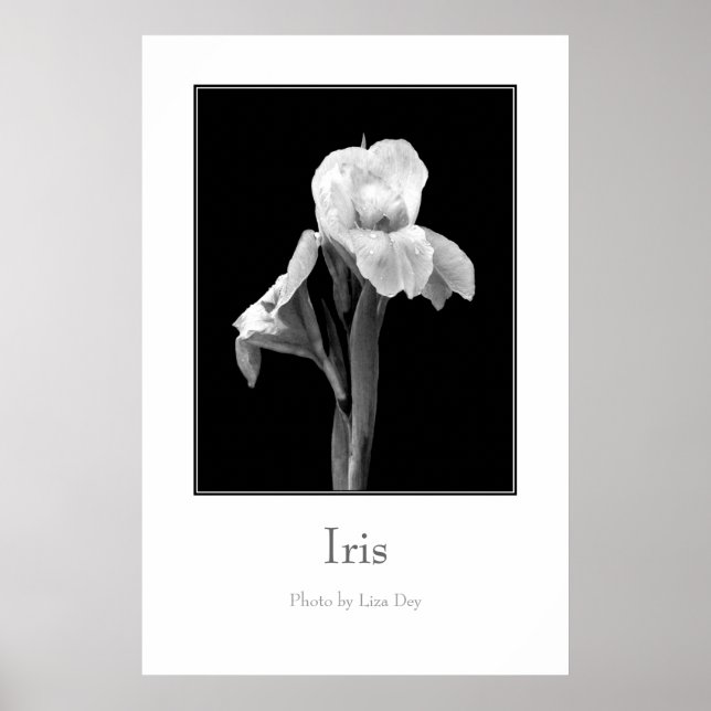 Póster Cartaz 'Iris' (Frente)
