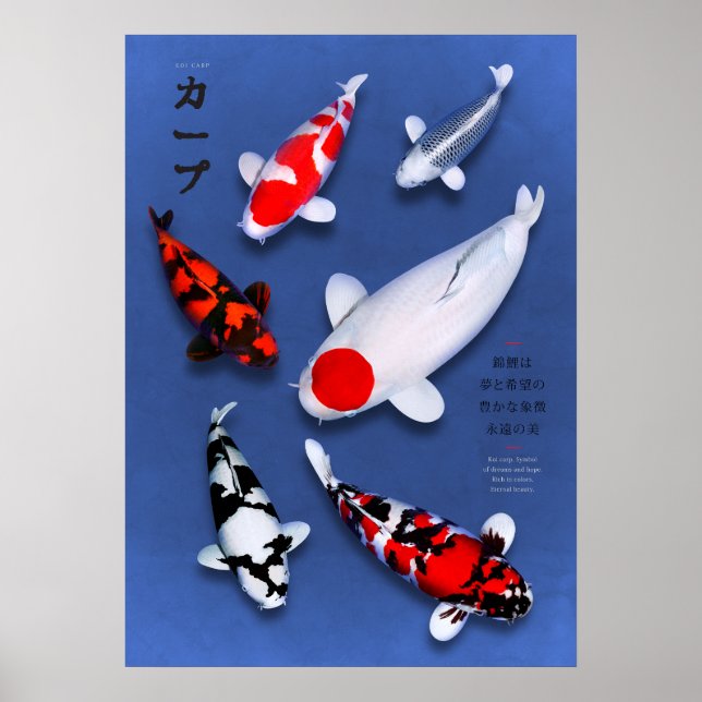 Poster Cartaz Koi Elegance (Frente)