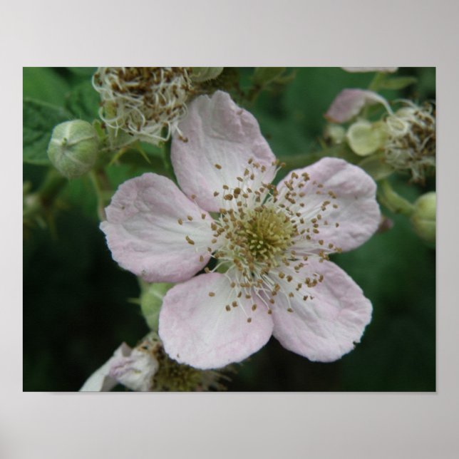 Póster Cartaz Macro Flor de Amora (Frente)