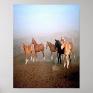 Poster Cartaz magnífico dos cavalos