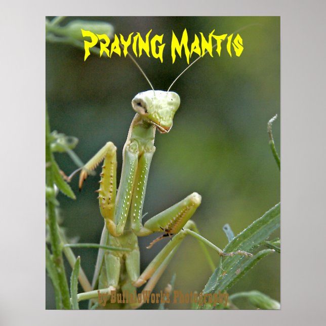 Poster Cartaz Mantis 475 (Frente)