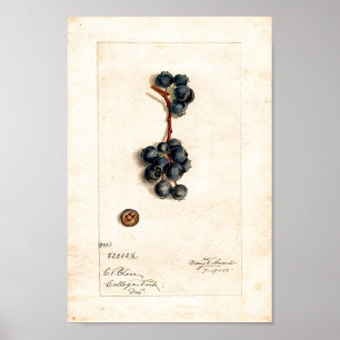 Poster Cartaz - Mirtilos Por James Shull