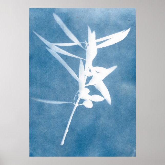 Poster Cartaz Olive Grove Kitchen Cyanotype Itália (Frente)