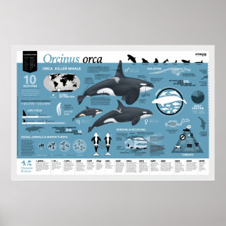 Póster Cartaz orcagràfico - Edição em Português