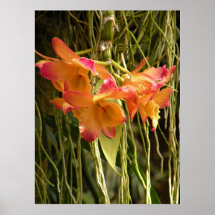 Poster Cartaz, Orquídeas Dendrobium Laranja e Rosa