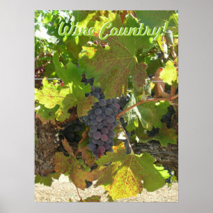 Poster Cartaz - País do Vinho