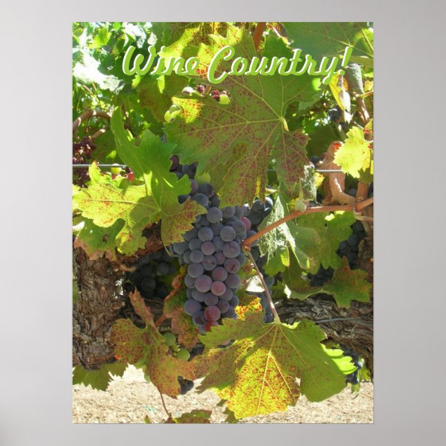Poster Cartaz - País do Vinho (Frente)