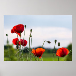 Poster Cartaz - Papoulas Selvagens com Luz do Sol nas Cos