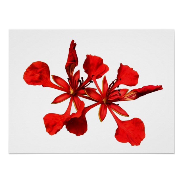 Póster Cartaz Poinciana Real (Frente)