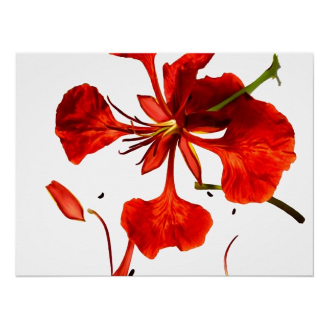 Póster Cartaz Poinciana Real (Frente)