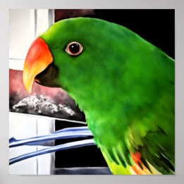Poster Cartaz Quadrado de Papagaio Eclectus