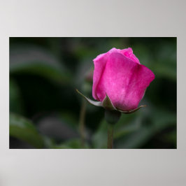 Poster Cartaz Rosa Elegante Botão de Rosa
