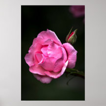 Cartaz Rosa Floral Fotografia da Natureza