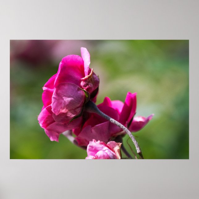Poster Cartaz Rosa - Graça Magenta (Frente)