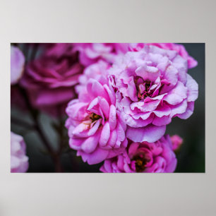 Poster Cartaz Rosas Pink Suave 