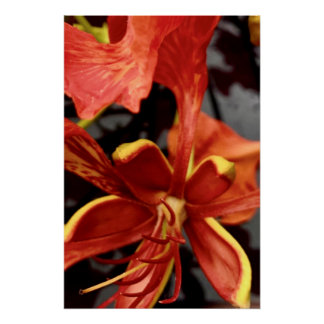 Póster Cartaz Royal Poinciana