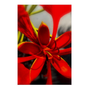 Póster Cartaz Royal Poinciana