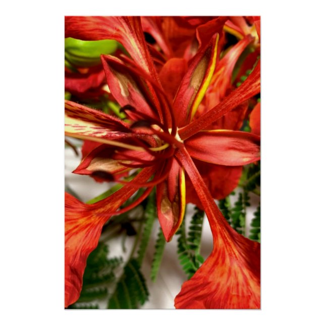 Póster Cartaz Royal Poinciana  (Frente)