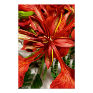 Póster Cartaz Royal Poinciana