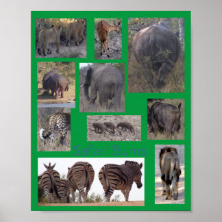 Poster Cartaz Safari Bums