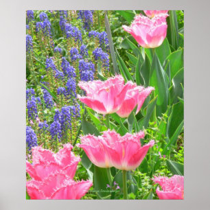 Póster Cartaz, Tulipa 'Pink Fountain' Tulipa e Jacintos