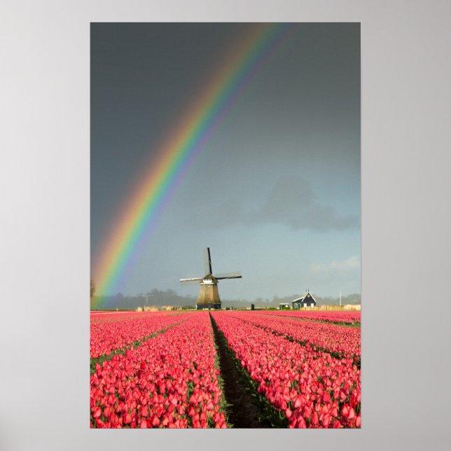 Póster Cartaz vertical de arco-íris, tulipas e moinho de  (Frente)