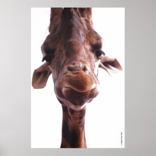 POSTER CARTAZES COLOSSAS - ROSTO DE GIRAFAS - FOTO DE HUM