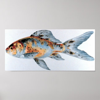 Poster Carteira de peixes-dourados da Shubunkin