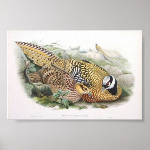Poster Carteira do faisão de Gould - de Reeve