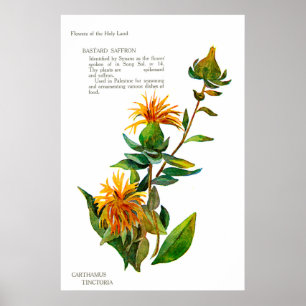Poster Carthamus Tinctoria