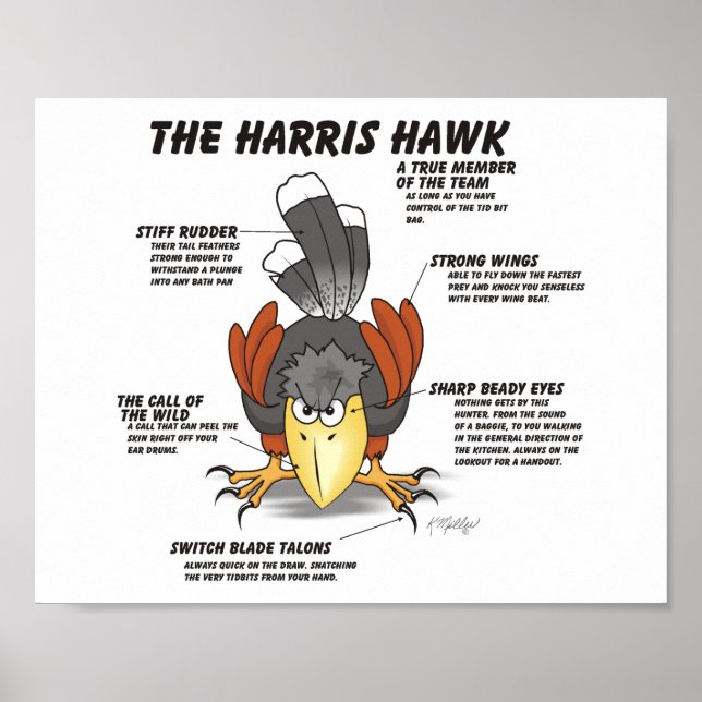 Poster Cartoon do Falcão de Harris (Frente)