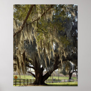 Póster Carvalho de Louisiana [impressão da arte]