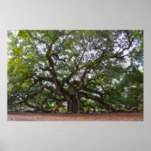 Póster Carvalho do anjo na ilha de Johns, South Carolina
