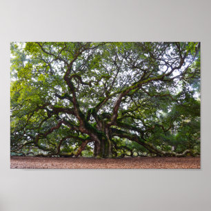 Póster Carvalho do anjo na ilha de Johns, South Carolina