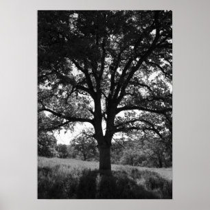 Póster Carvalho, prado do primavera, preto e branco