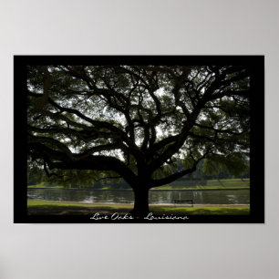 Póster Carvalhos verdes americanos - Louisiana