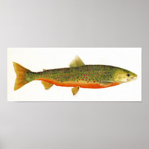 Póster Carvão animal ártico em cores Spawning