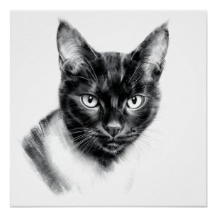 Póster Carvão de Gato