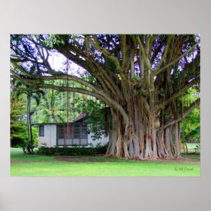 Poster Casa de campo da árvore de Banyan