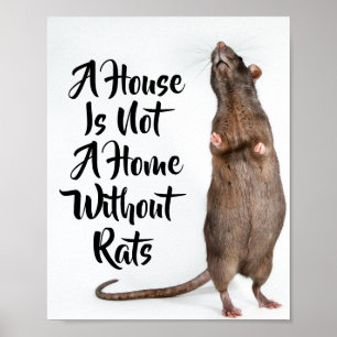 Poster Casa sem Ratos