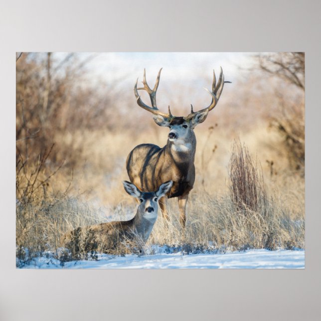 Poster Casal Buck | Mule Deer (Frente)
