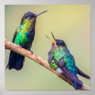 Poster Casal Colorido de Hummingbird da Costa Rica