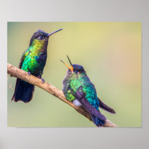 Poster Casal Colorido de Hummingbird Emitido Junto