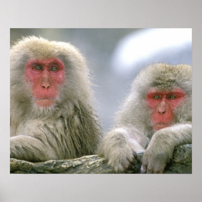 Póster Casal de Macaco da Neve, Macaco Japonês, (Frente)