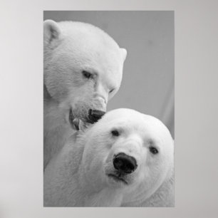 Poster Casal de urso polar