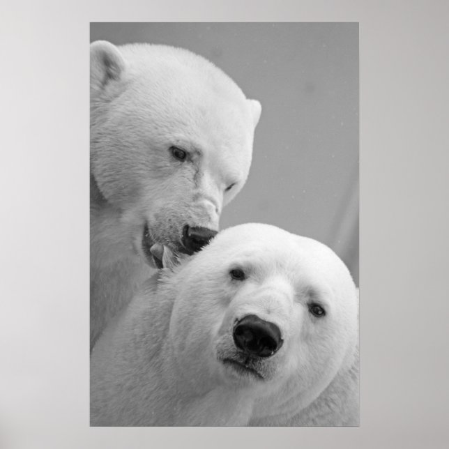 Poster Casal de urso polar (Frente)