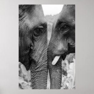 POSTER CASAL ELEPHANT