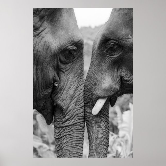 POSTER CASAL ELEPHANT (Frente)